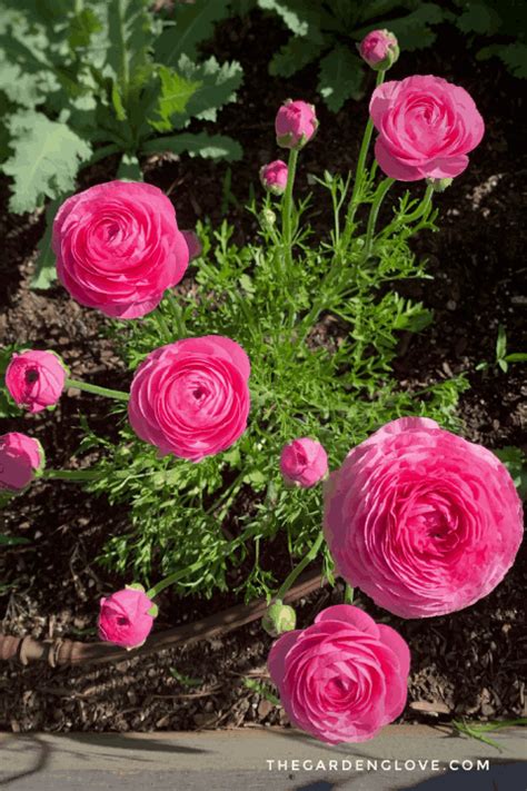 All About Ranunculus: History, Varieties, and Care • The Garden Glove