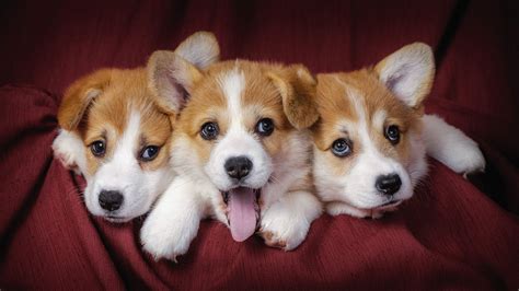 45 Cute Dog Wallpapers - WallpaperBoat