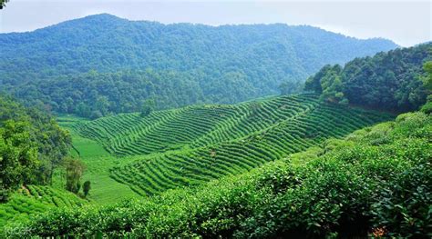 West Lake and Longjing Village Private Hiking Day Tour from Hangzhou