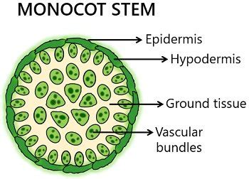 Difference Between Monocot and Dicot Stem (with Comparison Chart ...