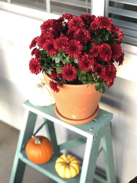 Fall decor | Potted mums, Fall decor, Decor