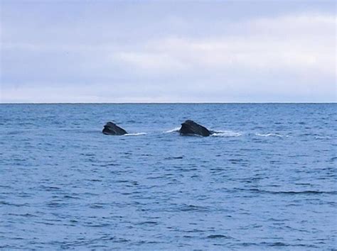 Fisherman's photos could be first visual evidence of North Pacific right whales in the Bering ...