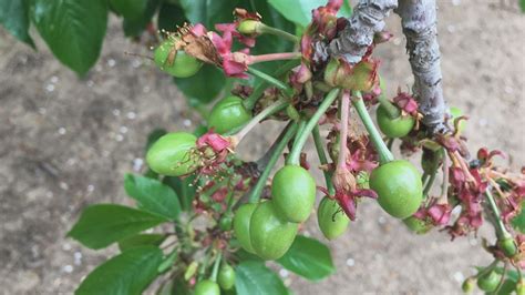 Cherry season outlook is promising, recovering after bad year for the crop | abc10.com