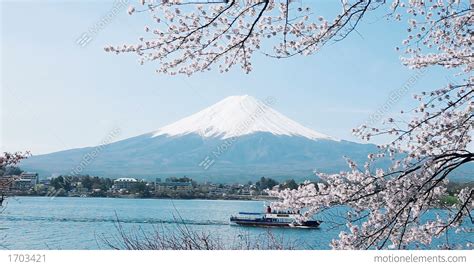 Mt. Fuji With Cherry Blossom Stock video footage | 1703421