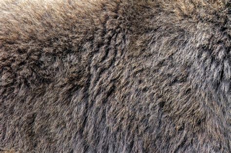 Real texture of brown bear fur Stock Photo by byrdyak | PhotoDune