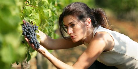 Knowing The Perfect Time To Harvest Grapes Is The Difference Between Good And Great Wine | VinePair