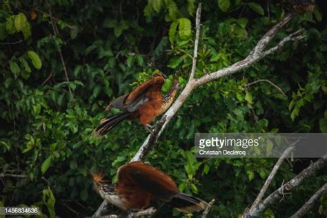 155 Tambopata Park Stock Photos, High-Res Pictures, and Images - Getty ...