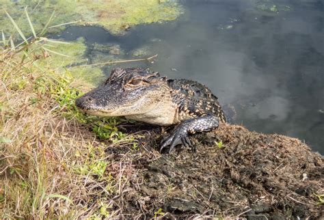 Free Images : swamp, reptile, crocodilia, american alligator, fauna, nile crocodile, bank ...