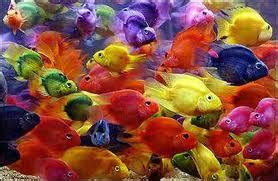 Blood Parrot Cichlid Anatomical Deformities | African Cichlids Fish