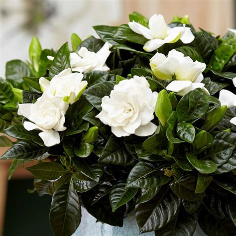 The best fragrant house plants for your home | Real Homes Gardenia ...