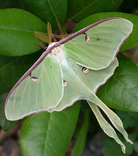 Luna Moth - Actias luna - BugGuide.Net