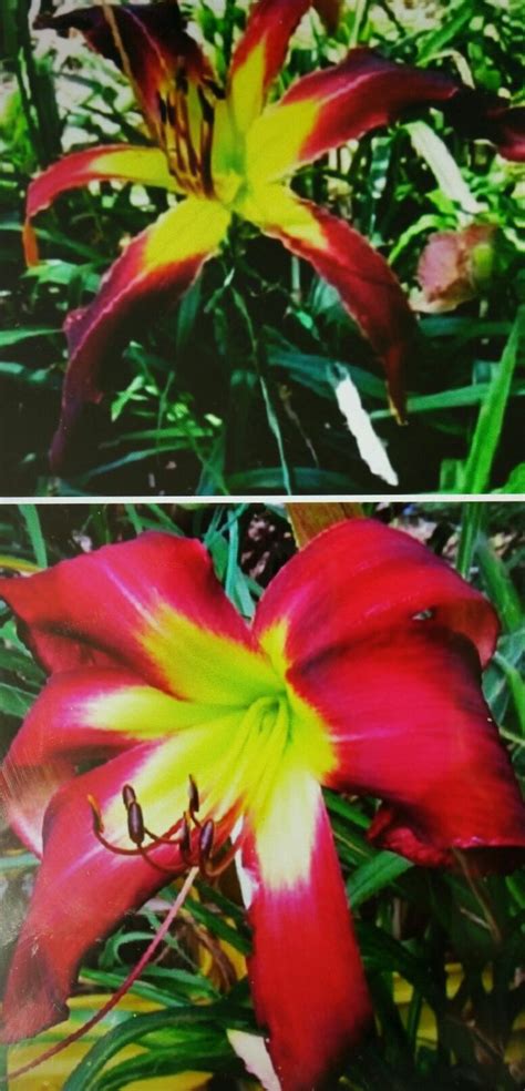 ROLLING RAVEN ALL I WANT FOR CHRISTMAS 10/17 -4 seeds | Daylilies ...