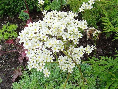 Saxifrage care: open field planting, growing from seeds