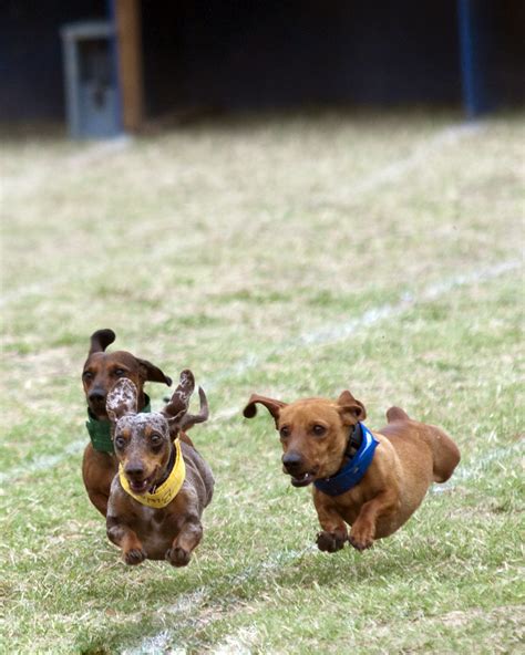 Weiner Dog Races in Buda | Weiner dogs races in Buda Texas M… | Flickr