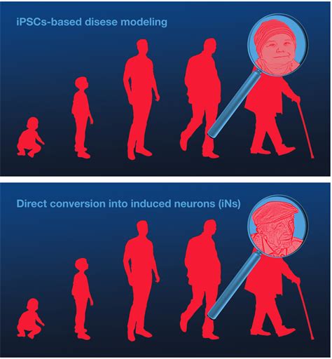 Reprogramming skin into brain to study aging and age-related brain diseases – Atlas of Science