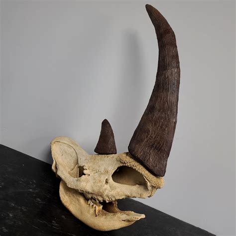 Woolly Rhino Fossil Skull, Complete (SALE) – SkullStore Inc.