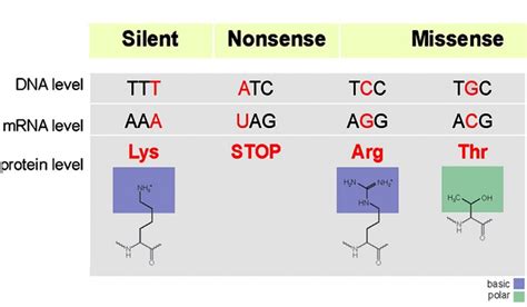 Mutation: Definition & Types (Missense, Nonsense, Deletion, Insertion Etc)