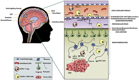 Squamous Cell Carcinoma Of The Lip Prognosis