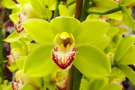 9 Pretty Orchid Flower Colors You'll Often See in Bloom