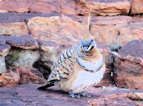 Fauna of Watarrka National Park – Ausemade