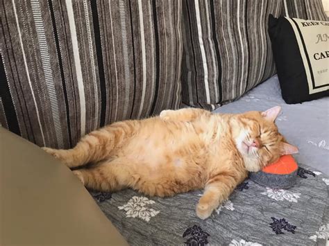 This Adorable Ginger Cat Sleeps All Day But Is Constantly Tired, And People Think It’s ...