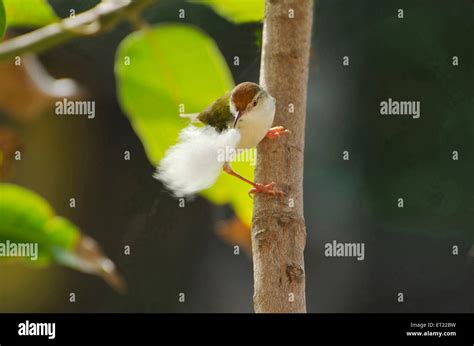 tailorbird Shrirampur Ahmednagar Maharashtra India Asia Stock Photo - Alamy