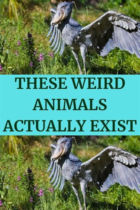 30+ Weird Animals That Actually Exist in 2023 | Weird animals, Weird, List of animals
