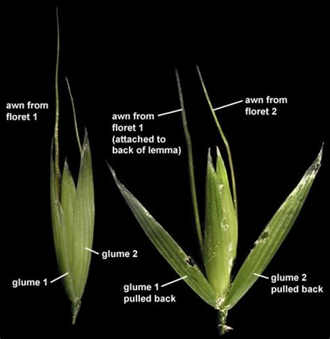 Avena fatua (wild oat): Go Botany