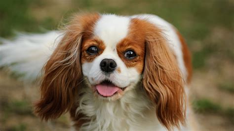 Floppy Eared Dogs: A Guide to the top 14 Breeds - AnxiousCanine.com