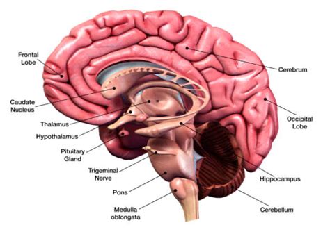 Caudate Nucleus Lateral Ventricle