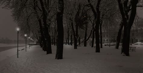 Free Images : tree, forest, branch, snow, cold, black and white, fog ...