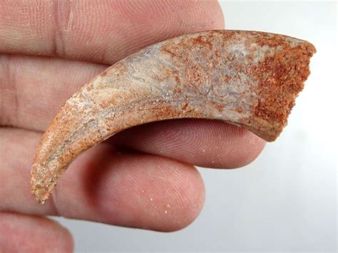 Could Moroccan dino claws in fact be pterosaur claws? - General Fossil Discussion - The Fossil Forum