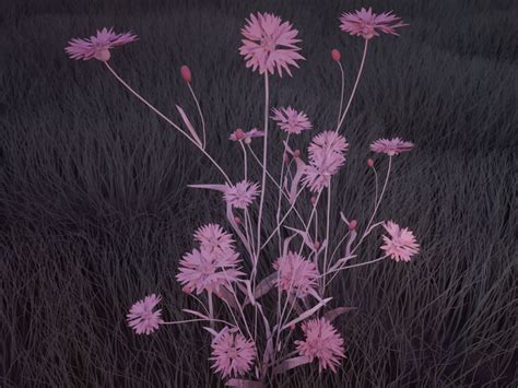 pink flowers, pink, digital art, grass, CGI, render, dry grass, blossom, HD Wallpaper | Rare Gallery