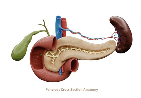 ArtStation - Pancreas Cross Section Anatomy | Resources