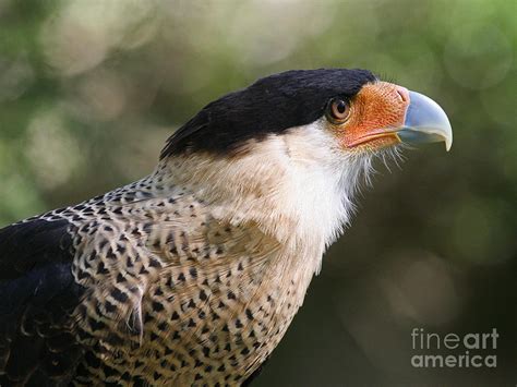 Crested Caracara Bird of Prey Photograph by Kevin McCarthy - Fine Art America