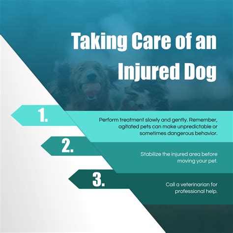 Taking Care of an Injured Dog #InMyPaws #DogCare | Dog care, Your pet, Care