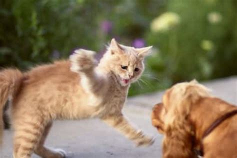 My Dog and Cat Are Fighting – Help! - PD Insurance NZ