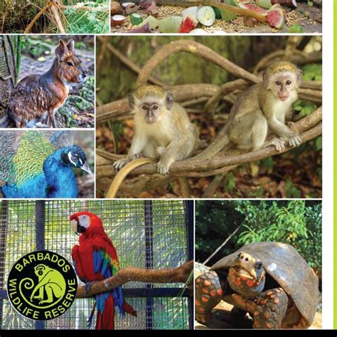 Barbados Wildlife Reserve