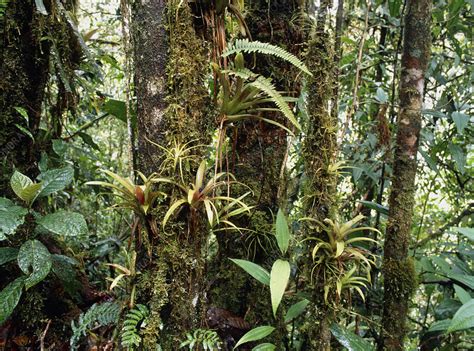 Bromeliads growing on trees in rainforest - Stock Image - B537/0011 - Science Photo Library