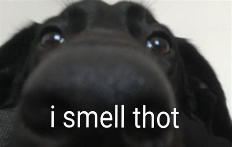 Is it you i smell? : r/memes