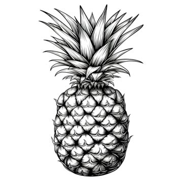 Line Drawing Fruit Pineapple, Apple Drawing, Fruit Drawing, Wing Drawing PNG Transparent Clipart ...