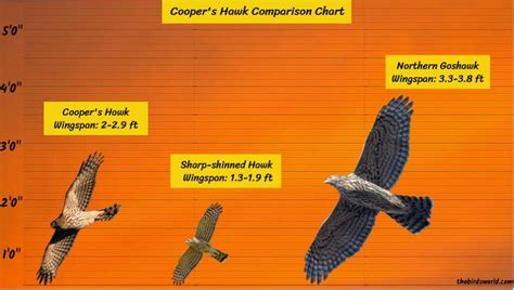 Cooper's Hawk Size: How Big Are They Compared To Others?