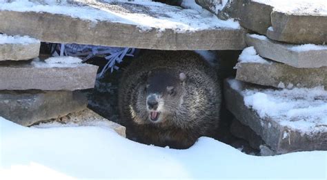 Why do groundhogs really come out in February? Facts for Groundhog Day