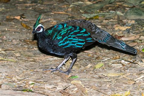 Palawan Peacock-Pheasant | Polyplectron napoleonis Puerto Pr… | Flickr