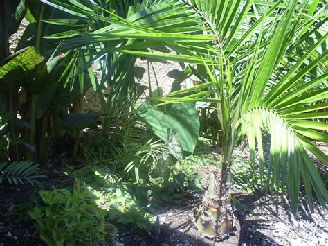 Brad's Tropical Paradise: Understory plants