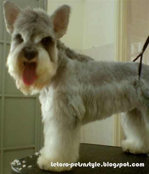 Lẽ TORO Grooming Studio: Miniature Schnauzer Grooming