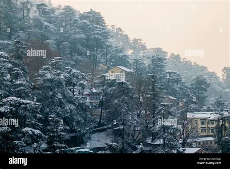 Latest views of Snowfall in Shimla Stock Photo - Alamy