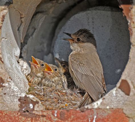 Jon Evans Birding: Spotted Flycatcher Nest Box Project