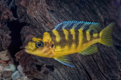 Mbuna Species: Everything You Need To Know About This African Cichlid