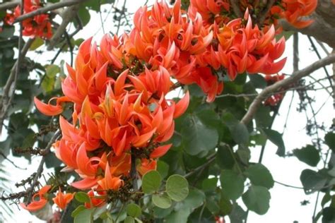 Butea Monosperma 25 Seeds, Flame Of The Forest, Flowering Parrot Tree